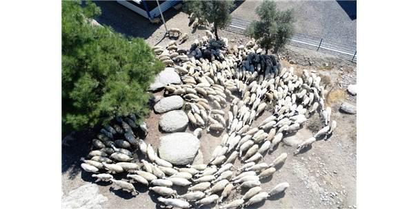 Kamunun Tek Sakız Koyunu Çiftliğinde İşler Yolunda Gidiyor Aydın