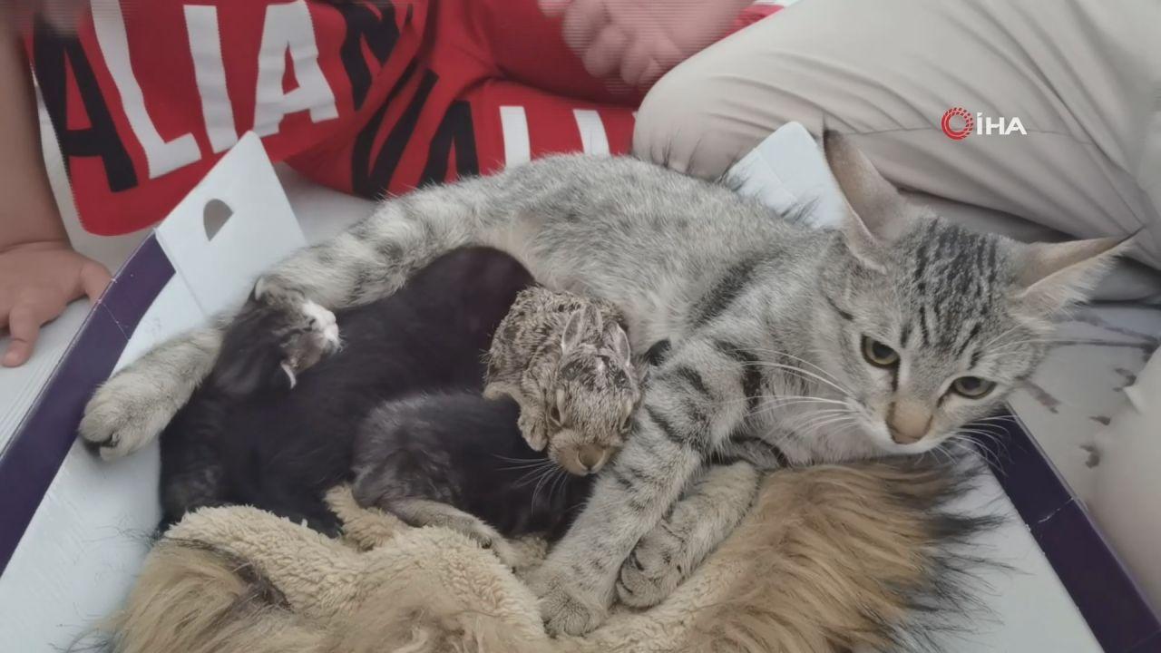 Yavru Tav Ana Kedi Annelik Yap Yor Haberler Haberleri