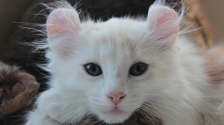 American Curl Özellikleri Nelerdir Yavru American Curl Kıvrık Kulak