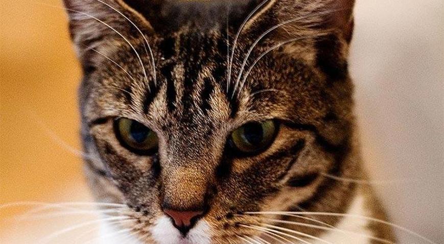 Amerikan Kedisi Özellikleri Nelerdir Yavru American Shorthair