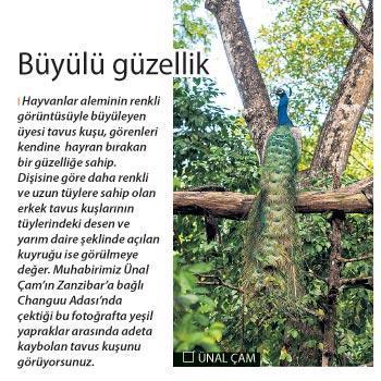 Şimdiki zamanın hikayesi