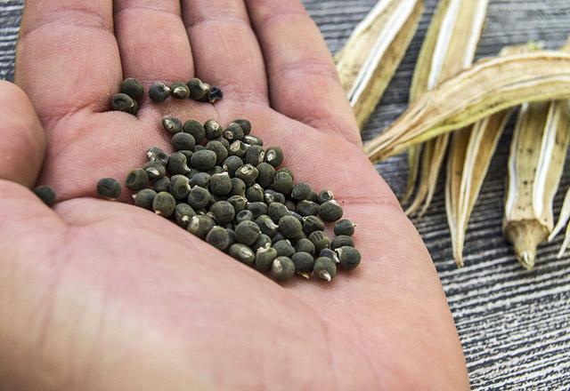Bamya tohumunun faydaları nelerdir Bamya tohumu kolajen içerir mi Bamya tohumu nasıl kullanılır