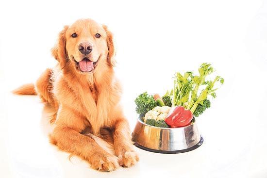 Köpeğinizi vegan mamayla besler misiniz
