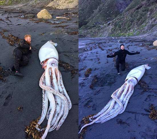Dalgıçlar Yeni Zelandada kıyıya vurmuş dev mürekkep balığı buldu