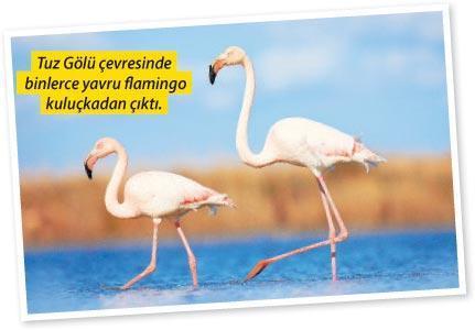 Flamingo şöleni