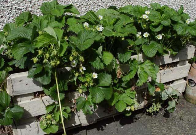 Paletten saksı yapımı Paletten saksı yapımı