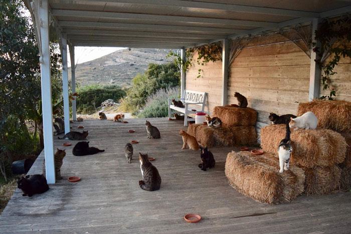 Siros adasında kedi bakıcılığı ilanına 200 başvuru