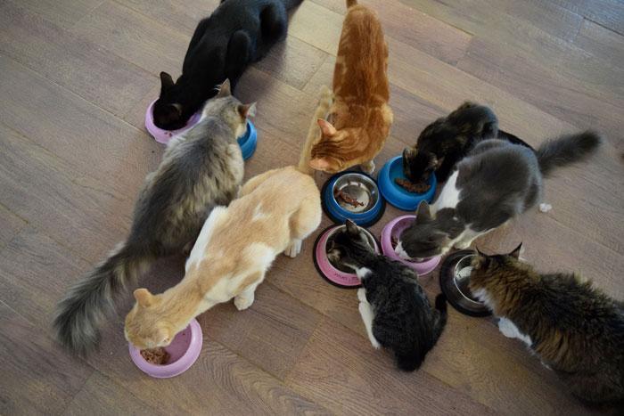 Siros adasında kedi bakıcılığı ilanına 200 başvuru