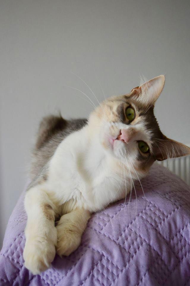 Siros adasında kedi bakıcılığı ilanına 200 başvuru