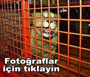 Ali Sami Yende aslan şov