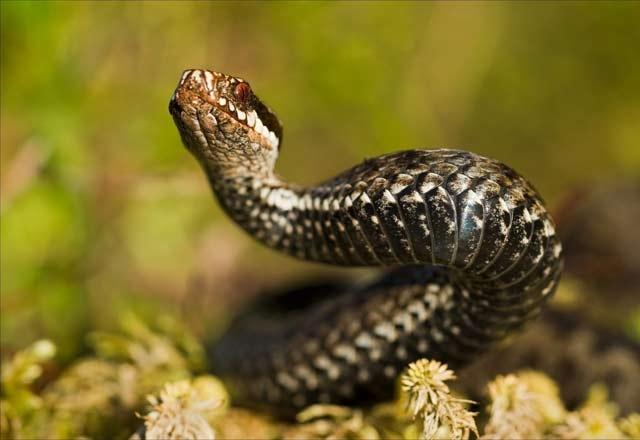 Yılan ısırığına karşı asla yapılmaması gerekenler