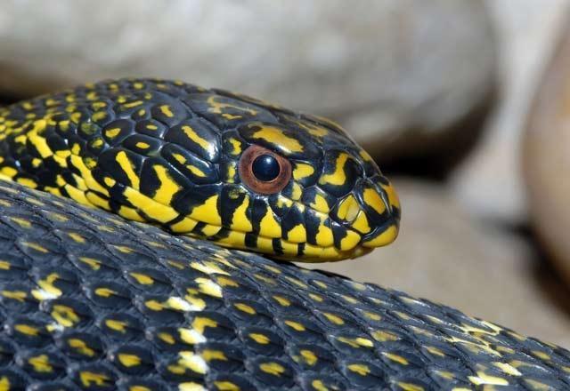 Tüm yılan ısırıklarının yüzde 20si kuru ısırıktır