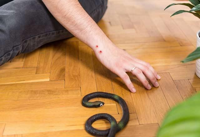 Prof. Dr. Yıldıray Çete, yılan ısırması konusunda filmlerden insan hayatına giren son derece yanlış uygulamalar olduğuna dikkati çekerek Yarayı kesmek, emmek, oraya bir şey sürmek, masaj yapmak gibi. Yılanın ısırdığı yeri kesmeyin, emmeyin. dedi.Yılanın ısırdığı nokta hareket ettirilmemeli