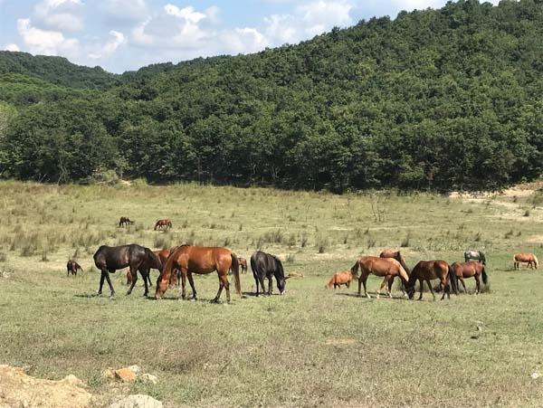 Bu köylere piyango vurdu Onay verildi buraya kuruluyor...