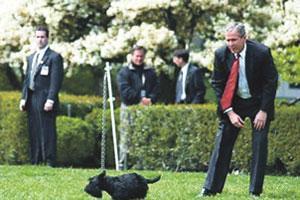 Başkanın bütün köpekleri