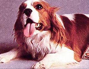Başkanın bütün köpekleri