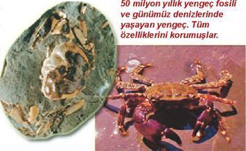 Sansürsüz ve peçesiz