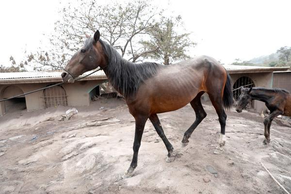 Cesetler yan yana dizildi