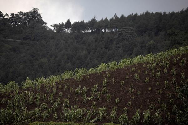 Cesetler yan yana dizildi