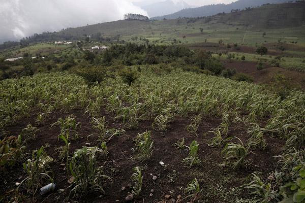 Cesetler yan yana dizildi