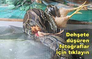 Dev yılan tavuğu böyle yuttu
