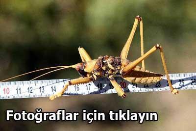 Etçil dev çekirge görenleri hayrete düşürdü