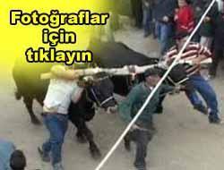 150 yıllık geleneğe hayvanseverler müdahale edince