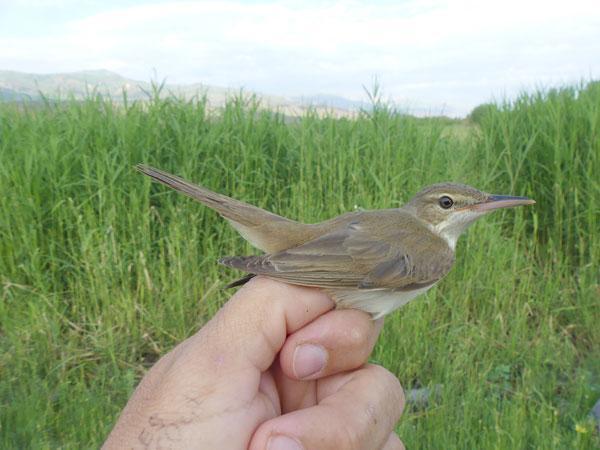 Türkiyenin en yeni kuş türü Iğdırda kayıt altına alındı