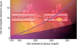 Kolesterolsüz bir hayat düşünülemez