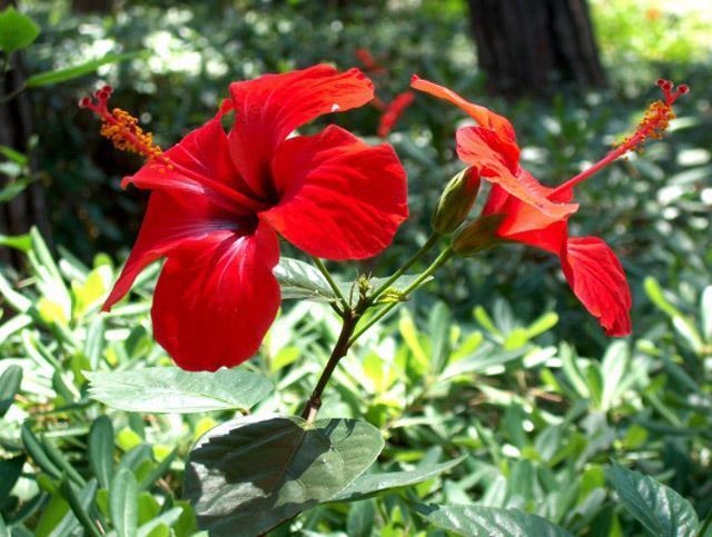 Hibiskus çayı