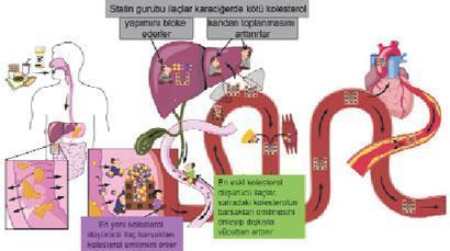 Kolesterol için ilaç şart mı