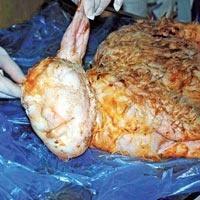 Ölü doğan oğlağın yüzü insan gibi