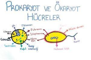 “Tonguç anladıysa herkes anlar”