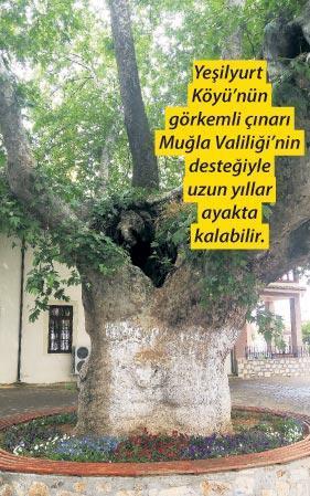 Yeşilyurt Köyü’nün asırlık çınarı…