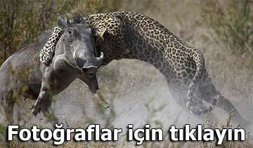 Leopar, yanlış av seçince...