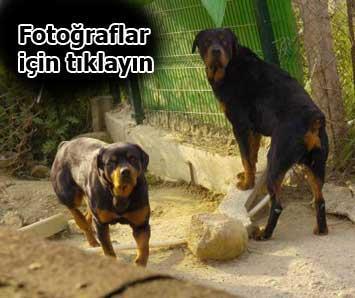 Komşunun Rottweiler köpekleri dehşet saçtı
