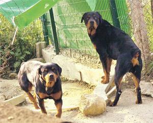 Rottweiler komşuyu yedi