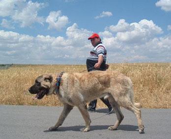 Danimarka Kangal köpeğini yasakladı