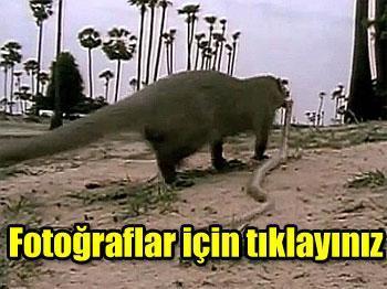 Ezeli düşmanların nefes kesen mücadelesi