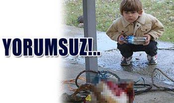 İpini koparan kurbanlık dana, soluğu denizde aldı