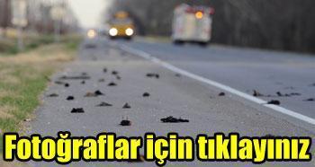 Ölü kuşlar kıyamet habercisi mi