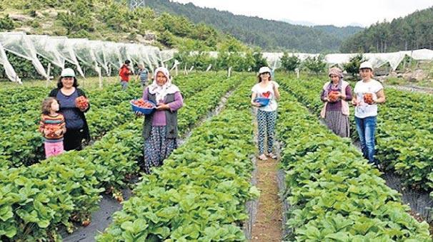 Bursa’nın tarımı güç kazanıyor