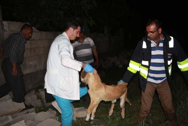 Adıyamanda meydana gelen depremde enkaz altında kalan köpek 16 saat sonra çıkarıldı