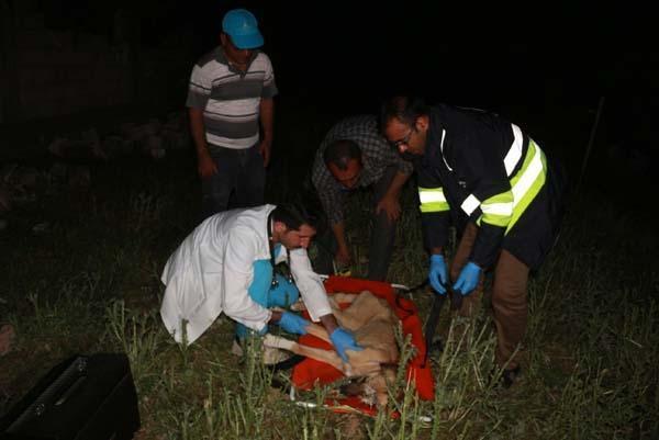 Adıyamanda meydana gelen depremde enkaz altında kalan köpek 16 saat sonra çıkarıldı
