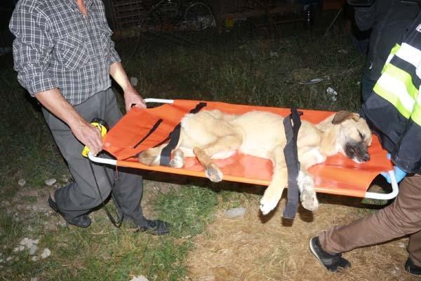 Adıyamanda meydana gelen depremde enkaz altında kalan köpek 16 saat sonra çıkarıldı