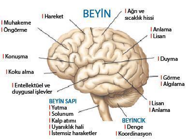 Beyin kanaması