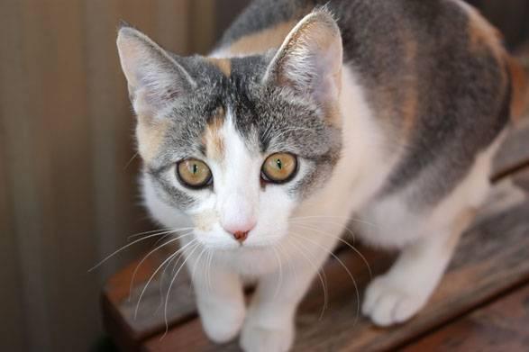 Kedileri uzak tutar Kedileri uzak tutar