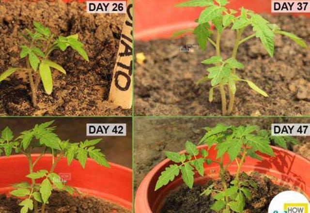 Saksıda domates nasıl yetiştirilir