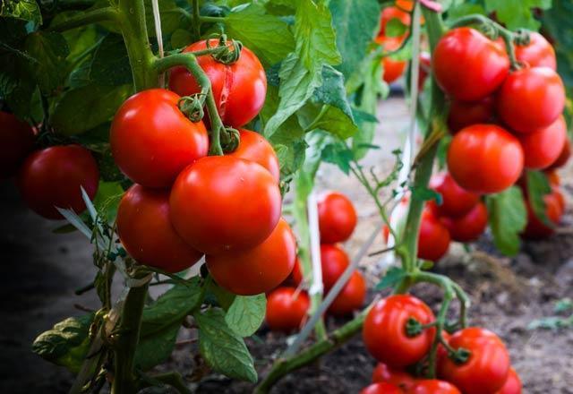 Saksıda domates nasıl yetiştirilir