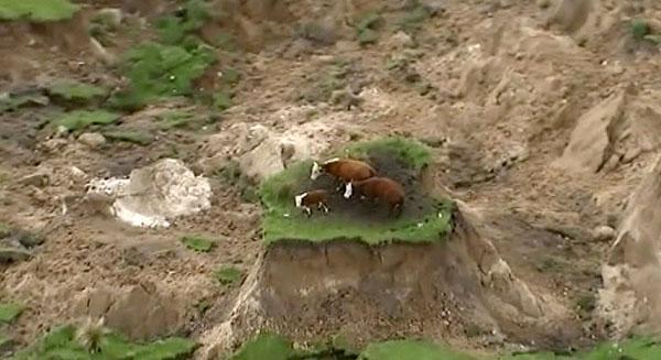 Depremde gökyüzü parladı Mahsur kalan inekler görüntülendi